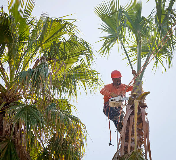 Best Emergency Storm Tree Removal  in Lake Shore, MN